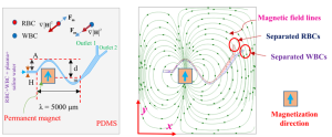 Magnetophoretic Particle Separation in Serpentine Microchannels