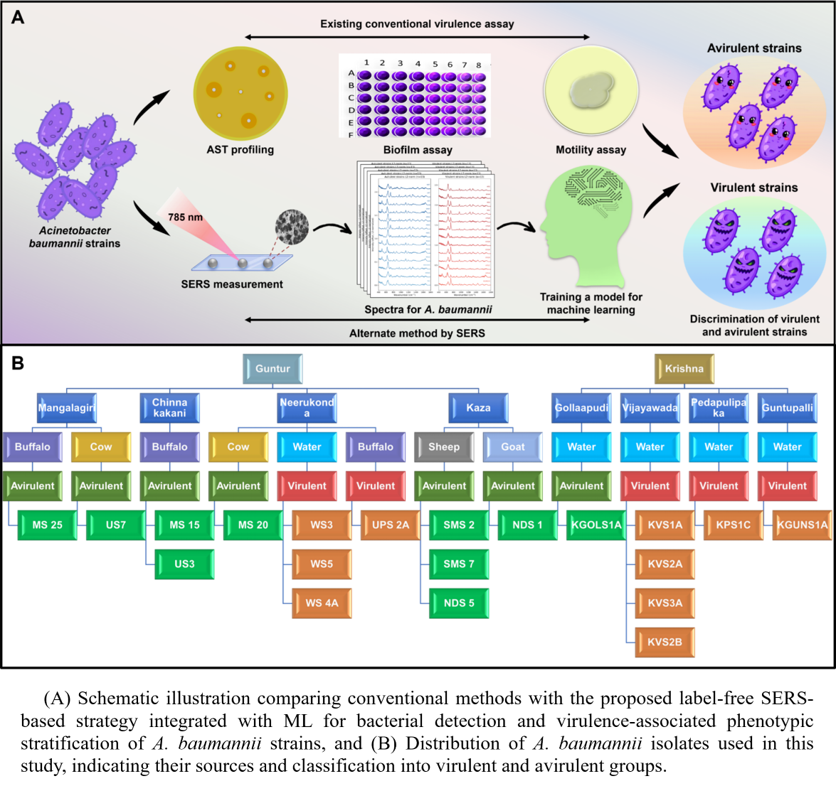 SERS and Machine Learning for Rapid Profiling of a Drug-Resistant Pathogen
